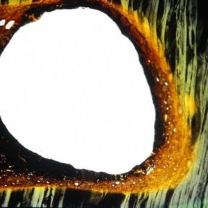 Meet your Posher, Adam